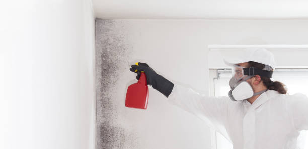 Best Professional Mold Removal  in Alexandria Bay, NY