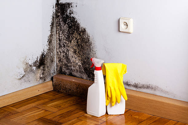 Home Mold Removal in Alexandria Bay, NY