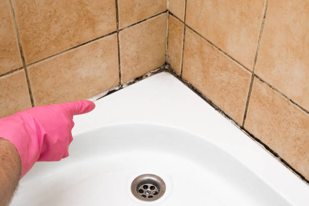 Professional Mold Removal in Alexandria Bay, NY